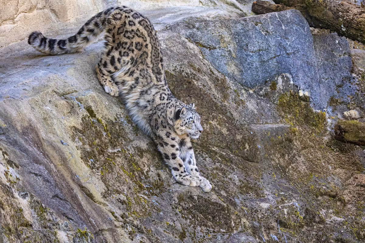 Neues Gehege für Grosskatzen: «Bald solles Nachwuchs geben»